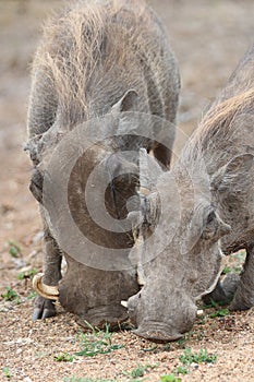 Grazing warthogs photo