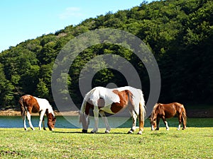 Grazing by the Water (3)