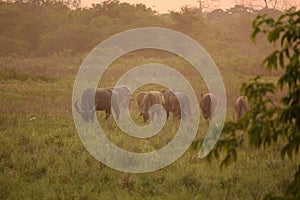 grazing water buffalo in the grassland
