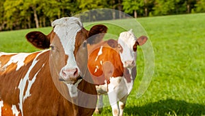 grazing white-brown cows on a green pasture - domestic animal