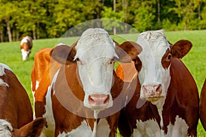 grazing white-brown cows on a green pasture - domestic animal