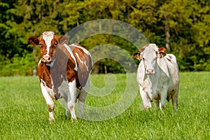 grazing white-brown cows on a green pasture - domestic animal