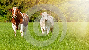 grazing white-brown cows on a green pasture - domestic animal