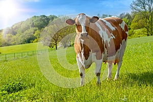 grazing white-brown cows on a green pasture - domestic animal