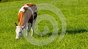 grazing white-brown cows on a green pasture - domestic animal