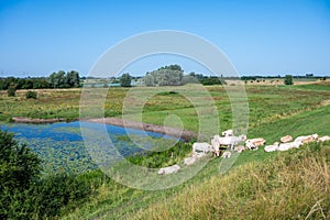 Grazing white cows at the green dyke of the river Waal, Groessen, The Netherlands