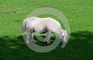 Grazing white horse in a green meadow