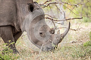 Grazing White rhino with a Red-billed oxpecker.