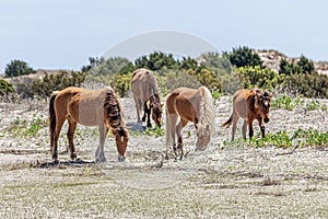 Grazing Wild Horses