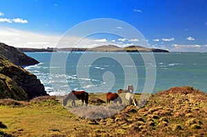 Grazing Wild Horses, Ramsey Island, Ynys Dewi and the Pembroke Coast