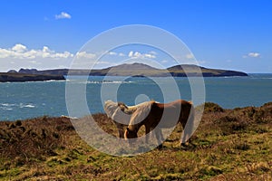 Grazing Wild Horses, Ramsey Island, Ynys Dewi and the Pembroke Coast