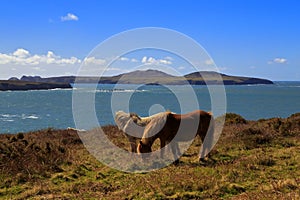 Grazing Wild Horses, Ramsey Island, Ynys Dewi and the Pembroke Coast photo