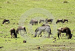 Grazing Wildebeests and Zebra