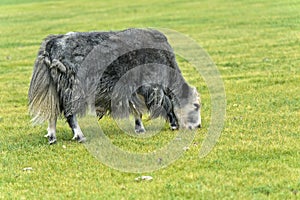 Grazing yak