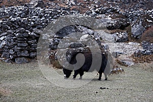 Grazing yak in fron of stone fence, Everest trek, Himalaya, Nepal