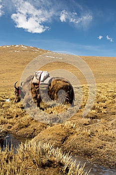 Grazing yaks in spring Tibet, China