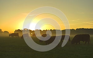 Scottish highland cattle at sunrise