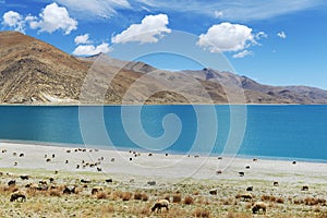 Grazing by the Yamdrok Tso Lake