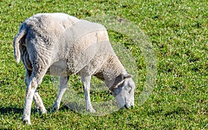 Grazing young female sheep from close