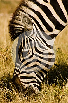 Grazing Zebra