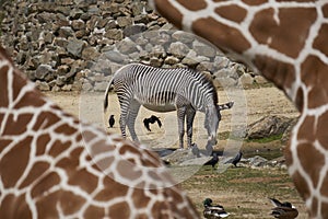 Grazing zebra in the background seen through natural frame created by giraffes in the foreground