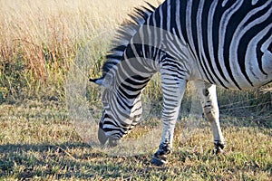 GRAZING ZEBRA