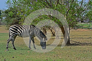 A grazing Zebra at Pazuri Outdoor Park, close by Lusaka in Zambia.