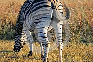 GRAZING ZEBRA WITH SWISHING TAIL