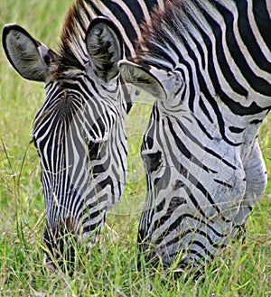 Grazing Zebras