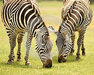 Grazing Zebras