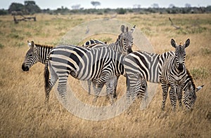 Grazing zebras in bush in Tsavo West reservation