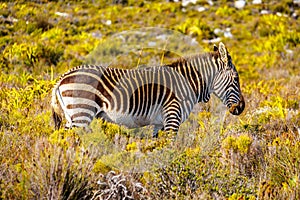 Grazing Zebras in Cape Point Nature Reserve