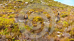 Grazing Zebras in Cape Point Nature Reserve