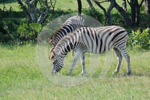 Grazing Zebras in a game park