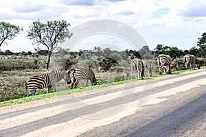 Grazing zebras at KrÃ¼ger National Park