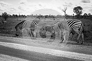 Grazing zebras at KrÃ¼ger National Park black and white