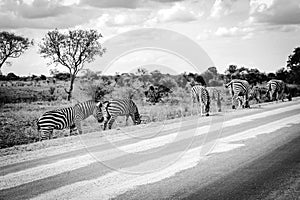 Grazing zebras at KrÃ¼ger National Park black and white