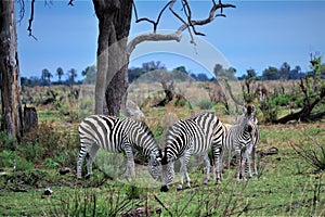 Grazing Zebras at the Okavango Delta