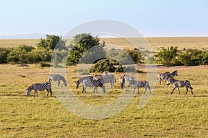 Grazing zebras on the savannah in the Masai Mara