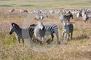 Grazing Zebras In Tanzania