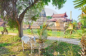 Grazing zebu cow, Ava, Myanmar