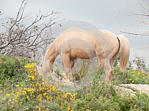 Grazling palomino stallion. Half-wild horse. liberty, Israel