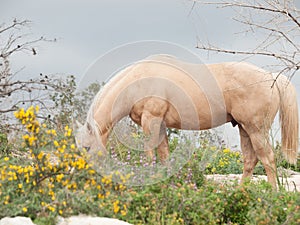 Grazling palomino stallion. Half-wild horse. liberty, Israel