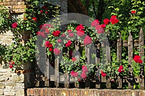 Grazzano Visconti fence and roses photo