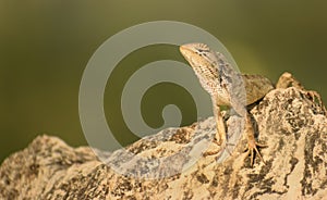 Grden lizard sunbathing on a rock in daytime