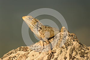 Grden lizard sunbathing on a rock in nature