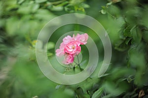 Grean Leaves and pink flowers