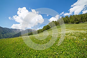 Grean meadow in the mountains