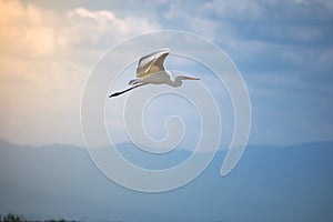 Grear egret with sun behind