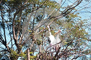 Grear Indian Painted Storks love making